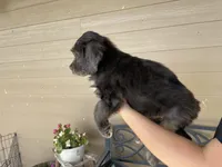 Your choice-dilute merle, a female Aussiedoodle for sale in Madisonville, TX – 3 of 5