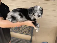 Your Choice, bmm4, a male Aussiedoodle for sale in Madisonville, TX – 2 of 8