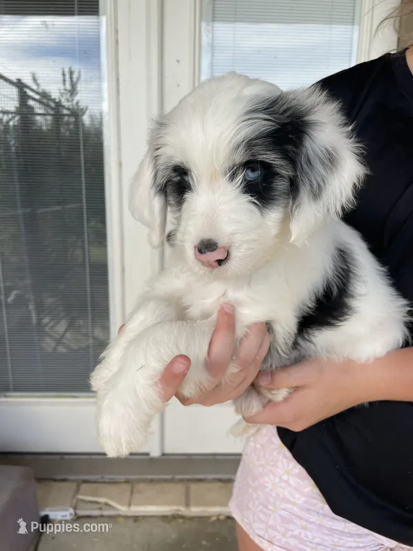 Your Choice-bmf – Aussiedoodle puppy for sale in Madisonville, TX