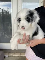 Your Choice-bmf, a female Aussiedoodle for sale in Madisonville, TX – 1 of 7