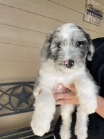 Your choice, bmm1, a male Aussiedoodle for sale in Madisonville, TX – 2 of 10
