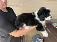 Your Choice, bbm, a male Aussiedoodle for sale in Madisonville, TX – 2 of 8