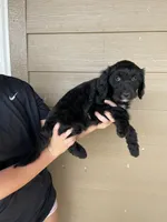 Your choice-bbf2, a female Aussiedoodle for sale in Madisonville, TX – 4 of 7