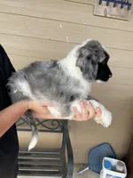Your Choice, bmm3, a male Aussiedoodle for sale in Madisonville, TX – 2 of 8