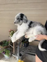 Your choice, bmm1, a male Aussiedoodle for sale in Madisonville, TX – 8 of 10