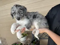 Your choice-bmm5, a male Aussiedoodle for sale in Madisonville, TX – 7 of 7