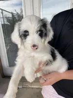 Your Choice-bmf, a female Aussiedoodle for sale in Madisonville, TX – 2 of 7