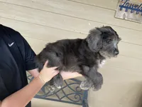 Your choice-dilute merle, a female Aussiedoodle for sale in Madisonville, TX – 2 of 5