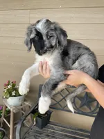 Your Choice, bmm3, a male Aussiedoodle for sale in Madisonville, TX – 5 of 8