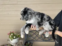 Your Choice, bmm4, a male Aussiedoodle for sale in Madisonville, TX – 6 of 8