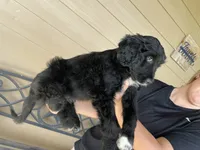 Your choice-bbf2, a female Aussiedoodle for sale in Madisonville, TX – 3 of 7