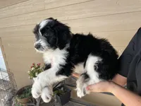 Your Choice, bbm, a male Aussiedoodle for sale in Madisonville, TX – 7 of 8