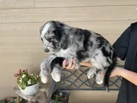 Your Choice, bmm4, a male Aussiedoodle for sale in Madisonville, TX – 7 of 8