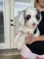 Your Choice-bmf, a female Aussiedoodle for sale in Madisonville, TX – 4 of 7