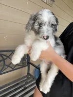 Your choice, bmm1, a male Aussiedoodle for sale in Madisonville, TX – 4 of 10