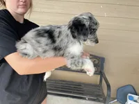Your choice-bmm5, a male Aussiedoodle for sale in Madisonville, TX – 6 of 7