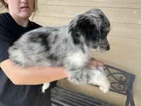 Your choice-bmm5, a male Aussiedoodle for sale in Madisonville, TX – 2 of 7