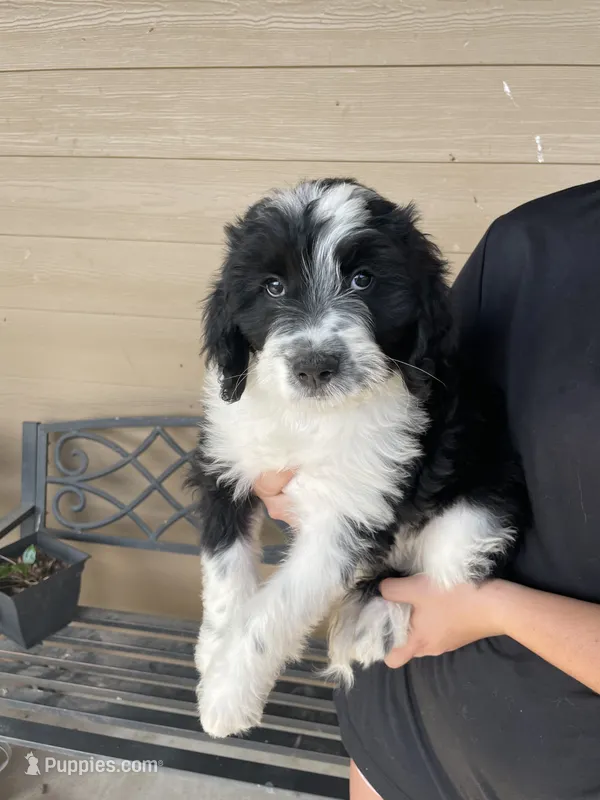 Your Choice, bbm – Aussiedoodle puppy for sale in Madisonville, TX