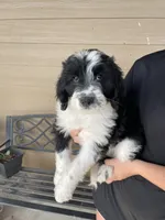 Your Choice, bbm, a male Aussiedoodle for sale in Madisonville, TX – 1 of 8
