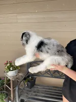 Your choice, bmm1, a male Aussiedoodle for sale in Madisonville, TX – 5 of 10