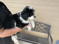 Your Choice, bbm, a male Aussiedoodle for sale in Madisonville, TX – 5 of 8