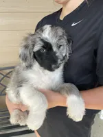 Your Choice, bmm3, a male Aussiedoodle for sale in Madisonville, TX – 3 of 8