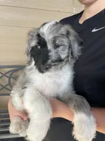Your Choice, bmm3, a male Aussiedoodle for sale in Madisonville, TX – 8 of 8