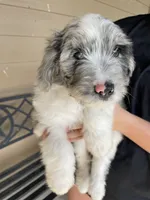 Your choice, bmm1, a male Aussiedoodle for sale in Madisonville, TX – 6 of 10