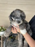 Your Choice, bmm2, a male Aussiedoodle for sale in Madisonville, TX – 3 of 6