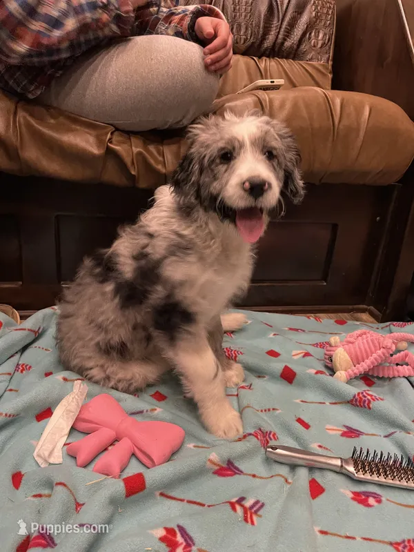 Scooby – Aussiedoodle puppy for sale in Madisonville, TX