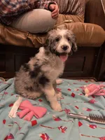 Scooby, a male Aussiedoodle for sale in Madisonville, TX – 1 of 2