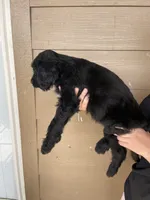 Your choice-bbf2, a female Aussiedoodle for sale in Madisonville, TX – 7 of 7