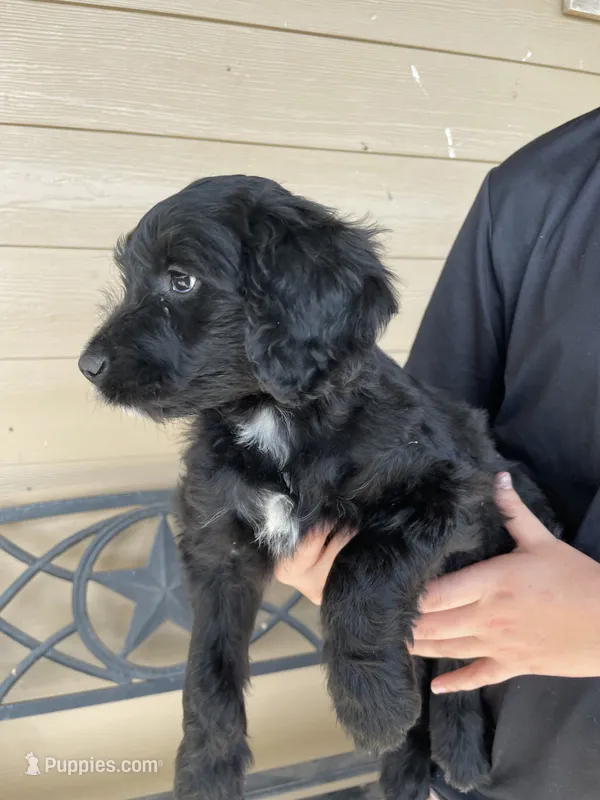 Your choice-bbf1 – Aussiedoodle puppy for sale in Madisonville, TX