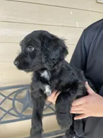 Your choice-bbf1, a female Aussiedoodle for sale in Madisonville, TX – 1 of 5