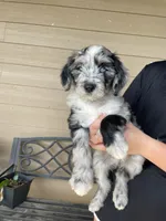 Your Choice, bmm4, a male Aussiedoodle for sale in Madisonville, TX – 3 of 8