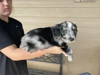 Your Choice, bmm4, a male Aussiedoodle for sale in Madisonville, TX – 8 of 8