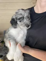 Your choice-bmm5, a male Aussiedoodle for sale in Madisonville, TX – 3 of 7
