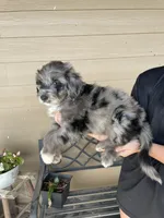 Your Choice, bmm2, a male Aussiedoodle for sale in Madisonville, TX – 2 of 6