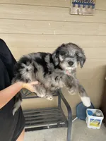 Your Choice, bmm2, a male Aussiedoodle for sale in Madisonville, TX – 4 of 6