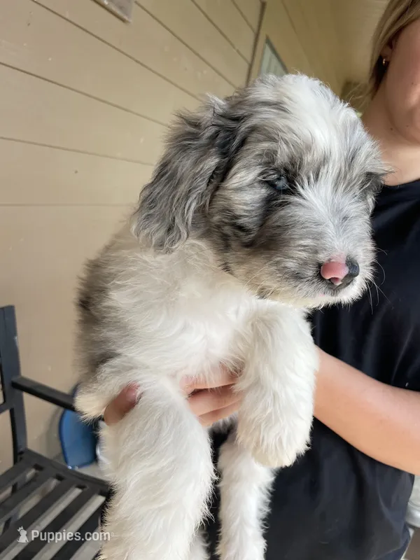 Your choice, bmm1 – Aussiedoodle puppy for sale in Madisonville, TX