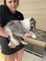Your Choice, bmm3, a male Aussiedoodle for sale in Madisonville, TX – 7 of 8