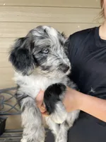 Your Choice, bmm4, a male Aussiedoodle for sale in Madisonville, TX – 4 of 8
