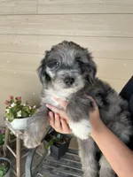 Your Choice, bmm2, a male Aussiedoodle for sale in Madisonville, TX – 5 of 6