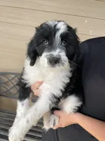 Your Choice, bbm, a male Aussiedoodle for sale in Madisonville, TX – 8 of 8