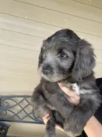 Your choice-dilute merle, a female Aussiedoodle for sale in Madisonville, TX – 5 of 5