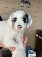 Your Choice-bmf, a female Aussiedoodle for sale in Madisonville, TX – 5 of 7