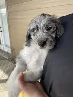 Your choice-bmm5, a male Aussiedoodle for sale in Madisonville, TX – 4 of 7