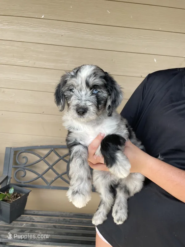 Your Choice, bmm4 – Aussiedoodle puppy for sale in Madisonville, TX