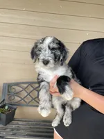 Your Choice, bmm4, a male Aussiedoodle for sale in Madisonville, TX – 1 of 8