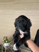 Your choice-bbf2, a female Aussiedoodle for sale in Madisonville, TX – 5 of 7